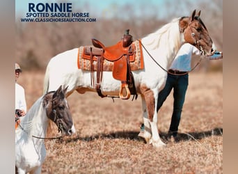 Spotted Saddle Horse, Wallach, 12 Jahre, 142 cm, Grullo, in Gerald, MO,