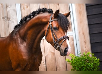 New Forest Pony, Ruin, 4 Jaar, 146 cm, Bruin, in Heerle