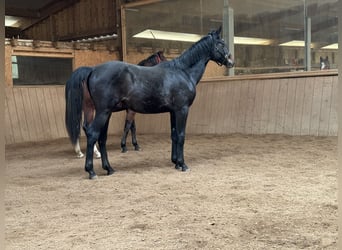 Niemiecki koń wierzchowy, Klacz, 2 lat, 163 cm, in Loßburg,