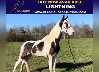 Tennessee Walking Horse, Wallach, 4 Jahre, 152 cm, Tobiano-alle-Farben, in Gruetli Laager, TN,