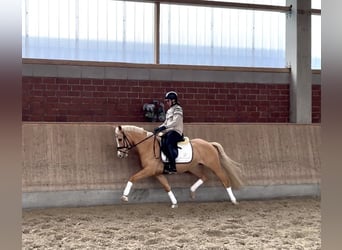 German Riding Pony, Gelding, 5 years, 14,1 hh, Palomino, in Viersen