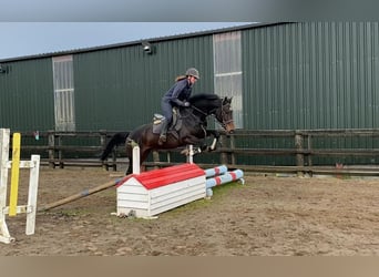 Irish Sport Horse, Wallach, 5 Jahre, 168 cm, Brauner, in Sligo