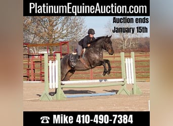 American Quarter Horse, Gelding, 10 years, Roan-Blue, in Mt Grove MO,