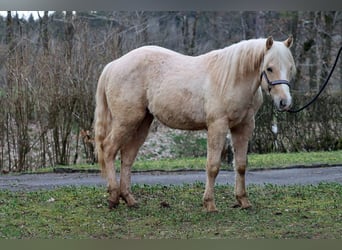 Quarter horse américain, Étalon, 2 Ans, 150 cm, Palomino, in Hellenthal,