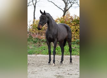 Studbook européen anglo, Jument, 6 Ans, 100 cm, Bai brun, in Wijchmaal