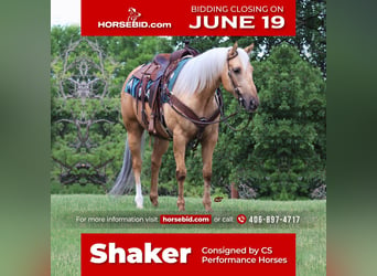 American Quarter Horse, Gelding, 8 years, 15 hh, Palomino, in Jacksboro, TX,