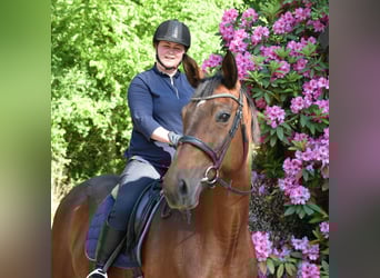 Trakehner, Merrie, 13 Jaar, 172 cm, Bruin, in Lüneburg,
