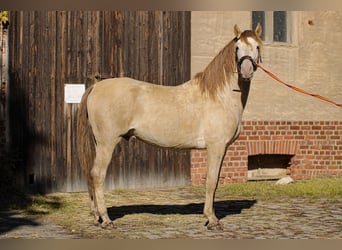 PRE, Stallion, 5 years, 15.2 hh, Pearl, in Grubditz,