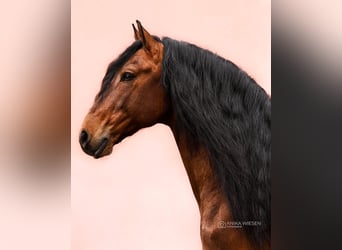 Lusitano, Hengst, 9 Jaar, 168 cm, Bruin, in Ludwigsfelde