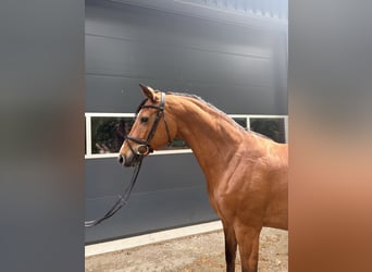 Yegua 8 años