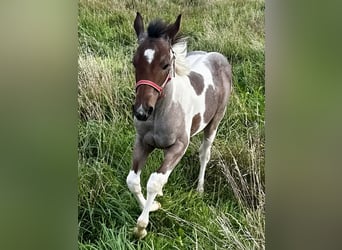 Paint Horse, Merrie, veulen (05/2024), 150 cm, Tobiano-alle-kleuren, in Freising,