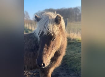 Icelandic Horse, Mare, 4 years, 13,2 hh, , in Blunk