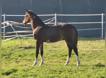German Riding Pony, Stallion, 1 year, Brown, in Hahn am See,
