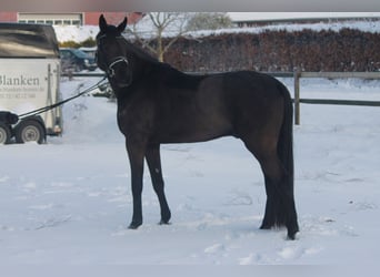Hannoveraner, Wallach, 4 Jahre, 170 cm, Rappe, in Hepstedt