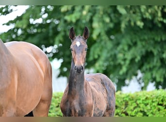 Niemiecki koń sportowy, Ogier, 1 Rok, Może być siwy, in Jerichow,