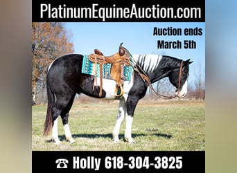 Quarter horse américain, Hongre, 10 Ans, 157 cm, Tobiano-toutes couleurs, in Greensburg KY,
