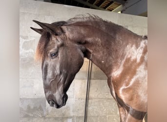 Lusitanos, Stute, 4 Jahre, 162 cm, Rappe, in Caldas da Rainha