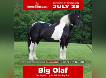 Draft Horse, Gelding, 12 years, 16.2 hh, in Millerstown, PA,