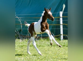 Meer warmbloeden, Hengst, Veulen (03/2026), 170 cm, Gevlekt-paard, in Borgentreich