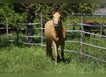 Altri cavalli a sangue caldo, Giumenta, 3 Anni, 158 cm, Champagne, in Waldshut-Tiengen