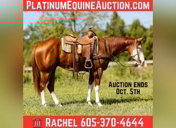 Quarter horse américain, Hongre, 4 Ans, 160 cm, Alezan brûlé, in Rusk TX