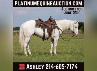 American Quarter Horse, Wallach, 7 Jahre, 142 cm, Schimmel, in Weatherford TX,