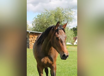 Giumenta 2 Anni