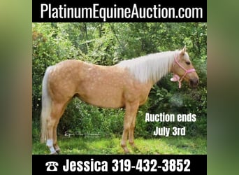 American Quarter Horse, Gelding, 12 years, 15.2 hh, Palomino, in van horne iowa,