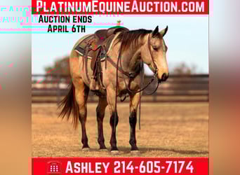 American Quarter Horse, Gelding, 8 years, 15 hh, Buckskin, in Weatherford TX,