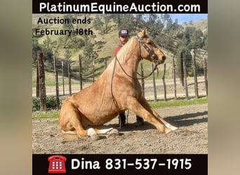 Quarter horse américain, Hongre, 12 Ans, 152 cm, Palomino, in Paicines, CA,