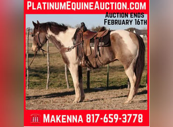 American Quarter Horse, Wallach, 9 Jahre, 155 cm, Tobiano-alle-Farben, in Lipan TX,