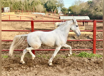 Andalusier, Wallach, 8 Jahre, 158 cm, White, in Galaroza (Huelva),