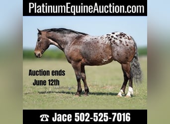 American Quarter Horse, Gelding, 15 years, 14.2 hh, Chestnut, in wACO tx,