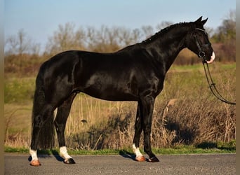 KWPN, Castrone, 4 Anni, 173 cm, Morello, in Ujszász