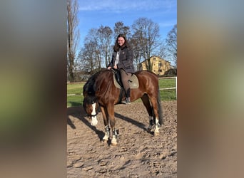 Pflege/ Reitbeteiligung 