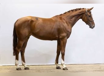 Belgisches Warmblut, Stute, 5 Jahre, 165 cm, Fuchs, in Waddinxveen,