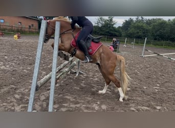 Hey ich suche eine Reitbeteiligung 