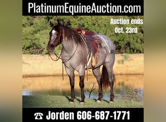 Quarter horse américain, Hongre, 8 Ans, 152 cm, Rouan Bleu, in Cleburne. TX,
