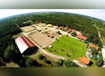 Freie Pferdeplätze auf der El Bronco Ranch (Ungarn)