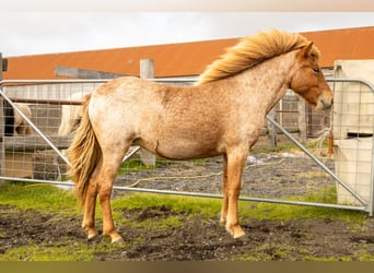 Icelandic Horse, Mare, 2 years, Roan-Red, in Hvolsvöllur,