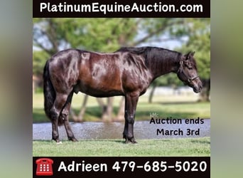 American Quarter Horse, Gelding, 14 years, Black, in Athens KY,