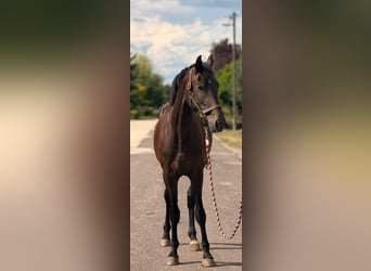KWPN, Merrie, 3 Jaar, 174 cm, Donkerbruin, in B&#xF3;csa