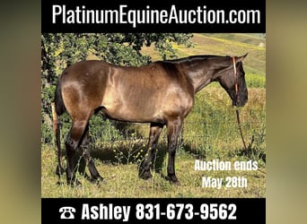 Quarter horse américain, Hongre, 12 Ans, 150 cm, Grullo, in Paicines CA,