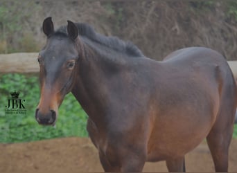 PRE, Stallion, 2 years, 15 hh, Brown, in Tabernas Almeria,