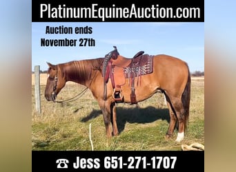 Quarter horse américain, Hongre, 13 Ans, 152 cm, Isabelle, in River Falls WI,