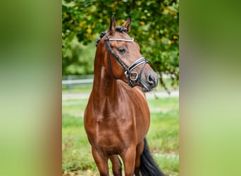 Deutsches Reitpony, Wallach, 4 Jahre, 148 cm, Brauner, in Kilchberg ZH