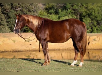 Quarter horse américain, Hongre, 11 Ans, 147 cm, Alezan cuivré, in Cleburne TX,