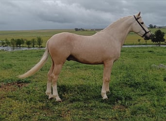 Andalusian, Stallion, 4 years, 15.2 hh, Palomino, in Caceres,