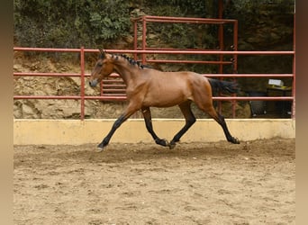 PRE Mix, Stallion, 1 year, 16 hh, Brown, in GALAROZA (HUELVA),