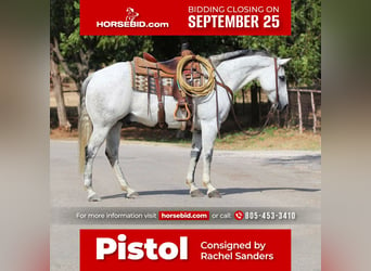 American Quarter Horse, Wałach, 8 lat, 150 cm, Siwa, in Joshua, TX,